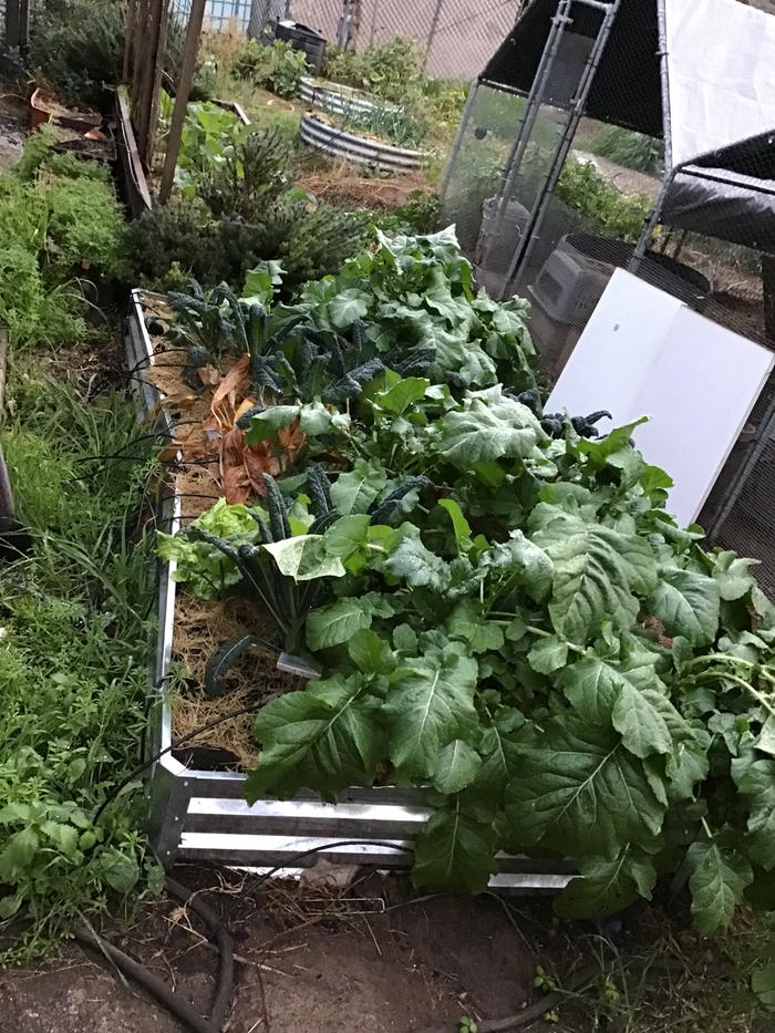 Collards, kale and turmeric