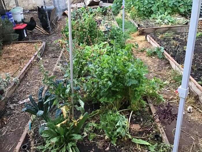 Chicory almost ready for harvest, celery, kale and comfrey
