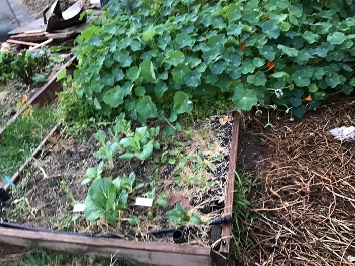 Nasturtium, parsley, leeks, Boc choy and chili peppers