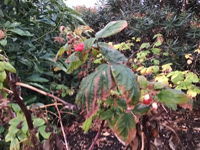 Raspberries in January. I still can’t believe it
