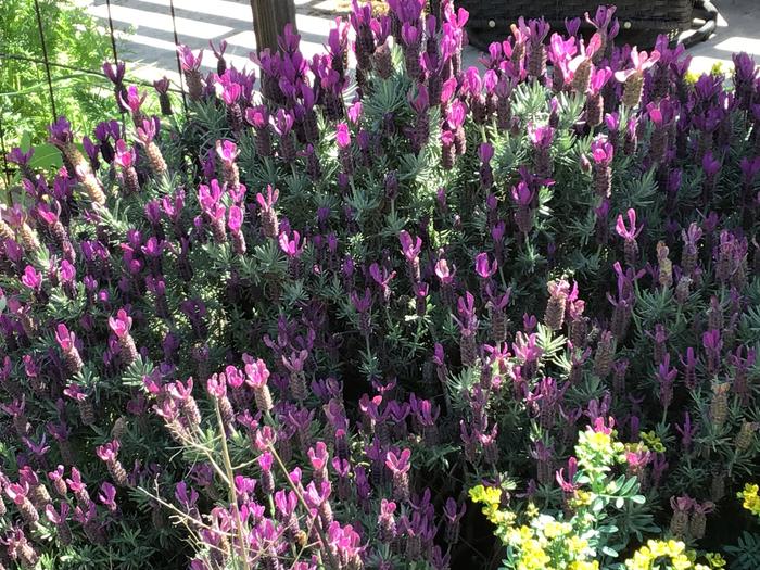 French lavender. Are being moved to the forest garden, since it has grown too big to be in this location