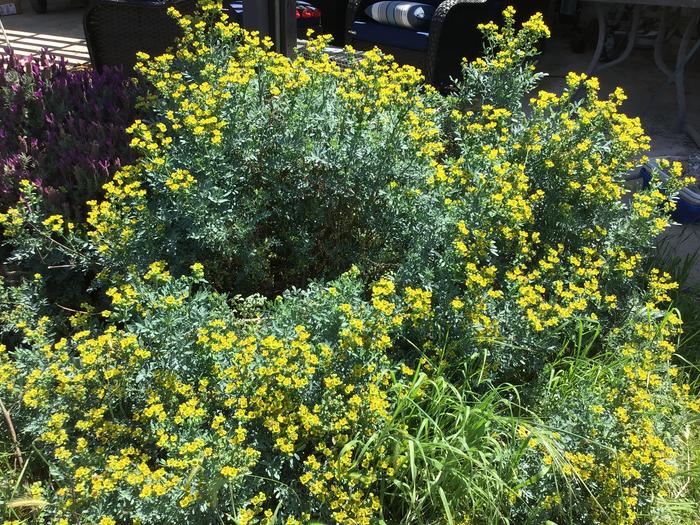 Rue, a medicinal herb that’s impossible to kill once established and it stinks 😆