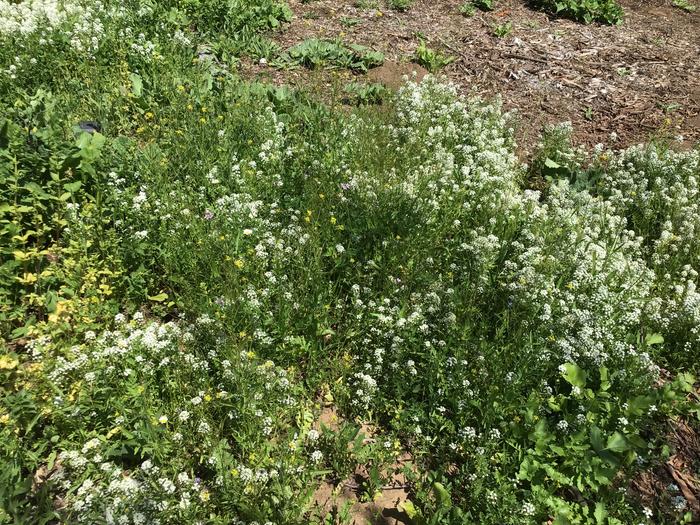 I am pretty sure this is Yarrow