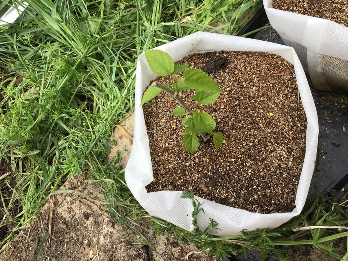 Mulberry tree