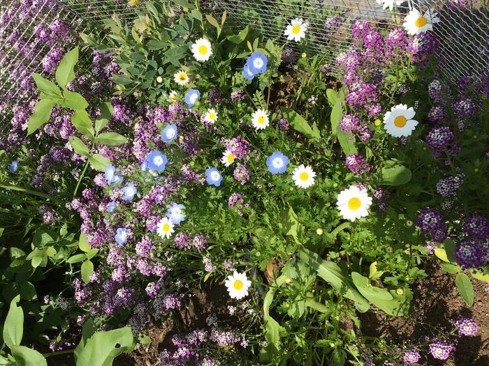 Wildflowers from the food forest floor
