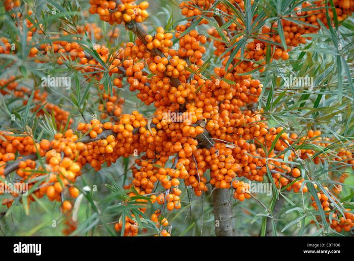 &amp;#91;Common_seabuckthorn_Hippophae_rhamnoides.jpg&amp;#93;