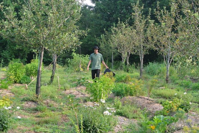 orchard in august