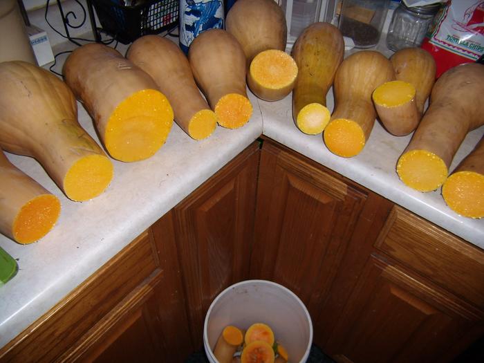 Extracting moschata necked-squash seeds.