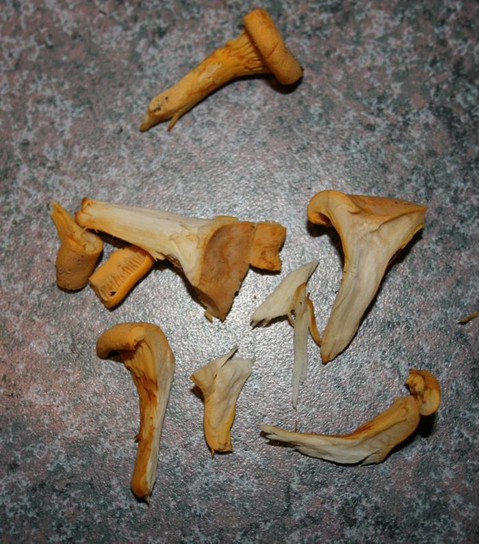 [Thumbnail for ShreddedChanterelle.jpg]