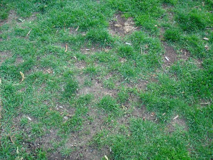 the lawn