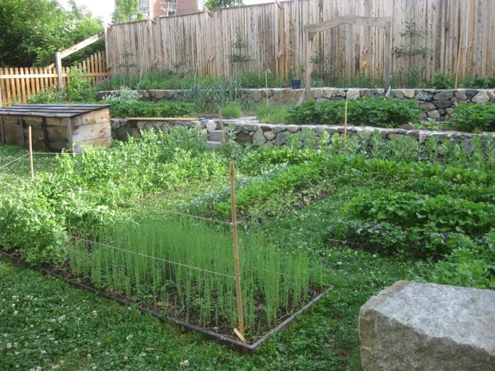 Flax-peas-broadbeans-spinach-radish-mustard greens-potatoes-leaf brocolli-tatsoi-komatsuna-tang hao