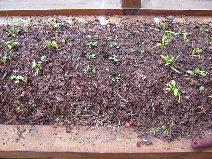 cool season greens planted in garden