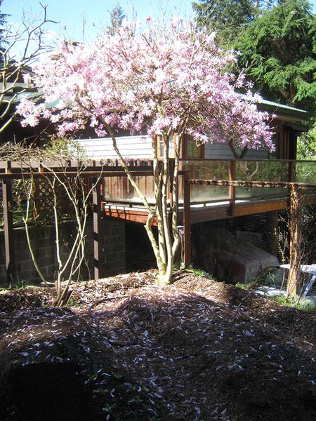 magnolia tree bloom petal rain