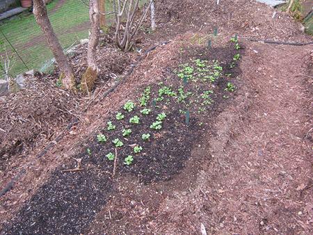 tiny seedling patches showing growth