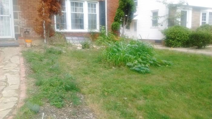 permaculture transforming the front lawn
