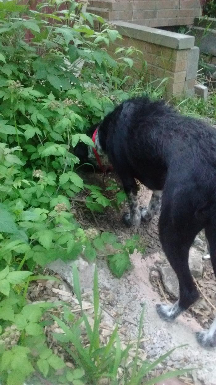 dog help