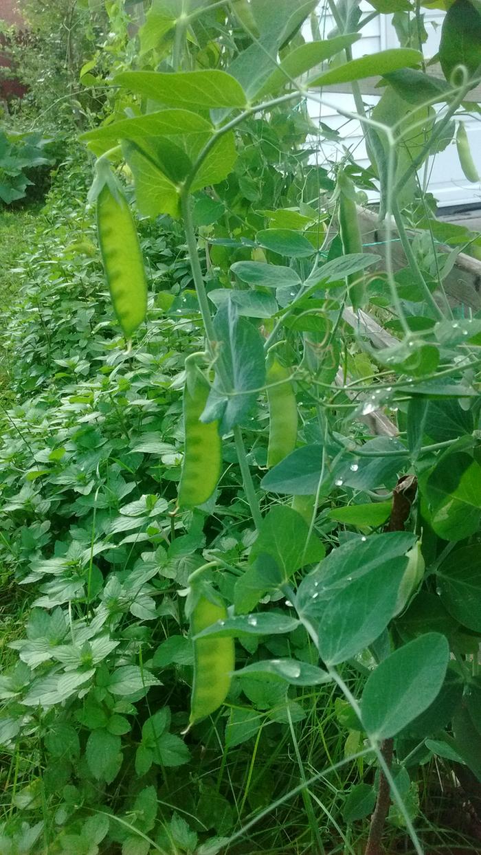 mange tout easy grow your own