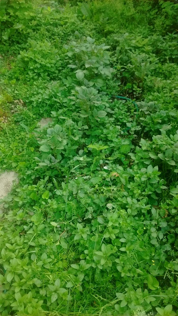 mint taking over groundcover